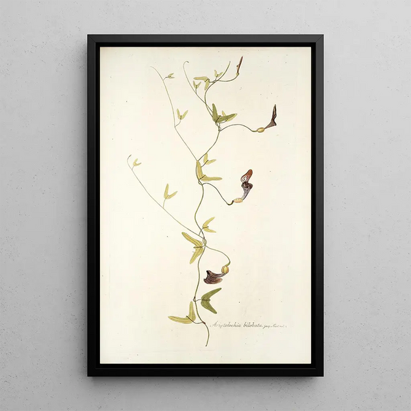Nikolaus Joseph Freiherr von Jacquin - Aristolochia bilobata.webp