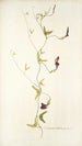 Aristolochia bilobata - Nikolaus Joseph Freiherr von Jacquin — näkymä teoksesta