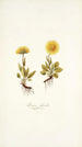 Arnica glacialis - Nikolaus Joseph Freiherr von Jacquin — näkymä teoksesta