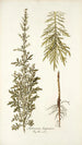 Artemisia hispanica - Nikolaus Joseph Freiherr von Jacquin — näkymä teoksesta