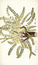Astragalus exscapus - Nikolaus Joseph Freiherr von Jacquin — näkymä teoksesta