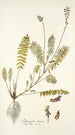 Astragalus hians - Nikolaus Joseph Freiherr von Jacquin — näkymä teoksesta