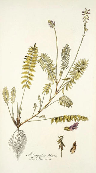 Nikolaus Joseph Freiherr von Jacquin - Astragalus hians.webp