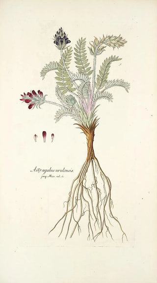 Nikolaus Joseph Freiherr von Jacquin - Astragalus uralensis.webp