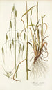 Avena sterilis - Nikolaus Joseph Freiherr von Jacquin — näkymä teoksesta