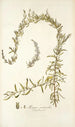 Axyris ceratoides - Nikolaus Joseph Freiherr von Jacquin — näkymä teoksesta