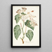 Begonia minor - Nikolaus Joseph Freiherr von Jacquin — kehystetty taideteos seinällä