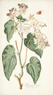 Begonia minor - Nikolaus Joseph Freiherr von Jacquin — näkymä teoksesta