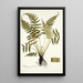 Blechnum occidentale - Nikolaus Joseph Freiherr von Jacquin — kehystetty taideteos seinällä