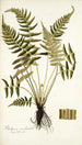 Blechnum occidentale - Nikolaus Joseph Freiherr von Jacquin — näkymä teoksesta