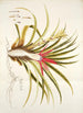 Bromelia humilis - Nikolaus Joseph Freiherr von Jacquin — näkymä teoksesta