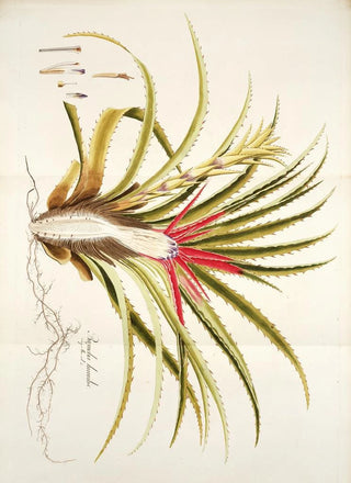 Nikolaus Joseph Freiherr von Jacquin - Bromelia humilis.webp