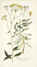 Bupleurum arborescens - Nikolaus Joseph Freiherr von Jacquin — näkymä teoksesta