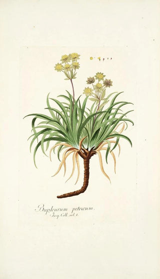 Nikolaus Joseph Freiherr von Jacquin - Bupleurum petraeum.webp