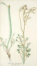 Cacalia laciniata - Nikolaus Joseph Freiherr von Jacquin — näkymä teoksesta