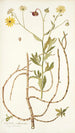 Calendula arborescens - Nikolaus Joseph Freiherr von Jacquin — näkymä teoksesta