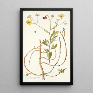 Nikolaus Joseph Freiherr von Jacquin - Calendula arborescens.webp