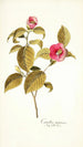 Camellia japonica - Nikolaus Joseph Freiherr von Jacquin — näkymä teoksesta