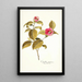 Camellia japonica - Nikolaus Joseph Freiherr von Jacquin — kehystetty taideteos seinällä