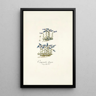 Nikolaus Joseph Freiherr von Jacquin - Campanula zoysii.webp