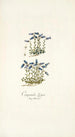 Campanula zoysii - Nikolaus Joseph Freiherr von Jacquin — näkymä teoksesta