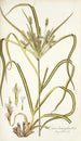 Carex hermaphrodita - Nikolaus Joseph Freiherr von Jacquin — näkymä teoksesta