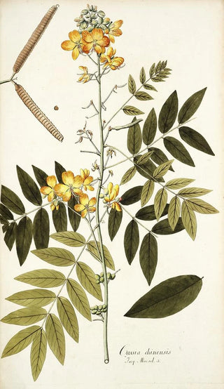 Nikolaus Joseph Freiherr von Jacquin - Cassia chinensis.webp