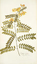 Cassia crista - Nikolaus Joseph Freiherr von Jacquin — näkymä teoksesta