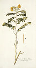 Cassia multiglandulosa - Nikolaus Joseph Freiherr von Jacquin — näkymä teoksesta