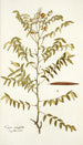 Cassia ruscifolia - Nikolaus Joseph Freiherr von Jacquin — näkymä teoksesta