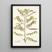 Cassia ruscifolia - Nikolaus Joseph Freiherr von Jacquin — kehystetty taideteos seinällä