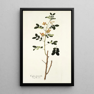 Nikolaus Joseph Freiherr von Jacquin - Cassia sennoides.webp