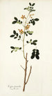 Cassia sennoides - Nikolaus Joseph Freiherr von Jacquin — näkymä teoksesta