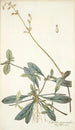 Celosia procumbens - Nikolaus Joseph Freiherr von Jacquin — näkymä teoksesta