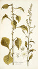 Celosia virgata - Nikolaus Joseph Freiherr von Jacquin — näkymä teoksesta