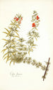 Celsia linearis - Nikolaus Joseph Freiherr von Jacquin — näkymä teoksesta
