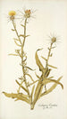 Centaurea verutum - Nikolaus Joseph Freiherr von Jacquin — näkymä teoksesta