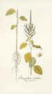 Chenopodium caudatum - Nikolaus Joseph Freiherr von Jacquin — näkymä teoksesta