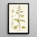 Chenopodium guineense - Nikolaus Joseph Freiherr von Jacquin — kehystetty taideteos seinällä