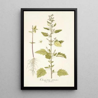 Nikolaus Joseph Freiherr von Jacquin - Chenopodium guineense.webp