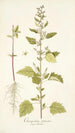 Chenopodium guineense - Nikolaus Joseph Freiherr von Jacquin — näkymä teoksesta