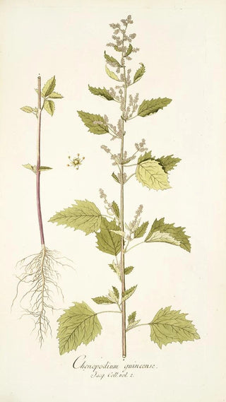 Nikolaus Joseph Freiherr von Jacquin - Chenopodium guineense.webp