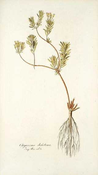 Nikolaus Joseph Freiherr von Jacquin - Chrysocoma dichotoma.webp
