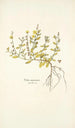 Cistus canariensis - Nikolaus Joseph Freiherr von Jacquin — näkymä teoksesta