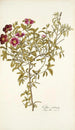 Cistus cretensis - Nikolaus Joseph Freiherr von Jacquin — näkymä teoksesta