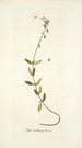 Cistus foetidus - Nikolaus Joseph Freiherr von Jacquin — näkymä teoksesta