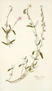 Cistus mutabilis - Nikolaus Joseph Freiherr von Jacquin — näkymä teoksesta
