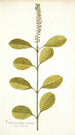 Citharexylum erectum - Nikolaus Joseph Freiherr von Jacquin — näkymä teoksesta