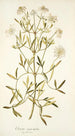Clematis angustifolia - Nikolaus Joseph Freiherr von Jacquin — näkymä teoksesta