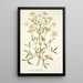 Clematis angustifolia - Nikolaus Joseph Freiherr von Jacquin — kehystetty taideteos seinällä